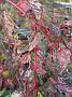 Acer conspicuum Flamingo
